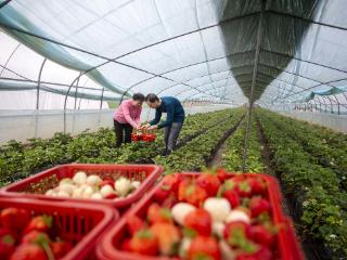 “一村一品”促增收