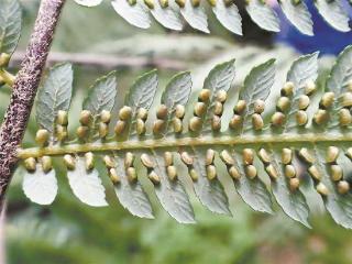 金毛狗蕨“回家”记！今年将有400株人工种苗落户同安