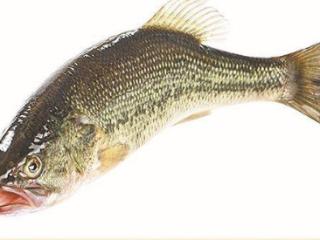 身价大涨 瘦身的“吊水鱼”在厦门逐渐火了起来