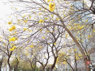 马尾东江滨公园黄花风铃木盛放