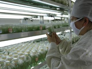 兴业·强县·富民｜通化县：小蓝莓串起全产业链 绿色发展铺就富民路