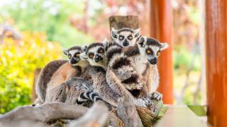 德州银行落地山东首笔“野生动物保护物种数量”生物多样性挂钩贷款