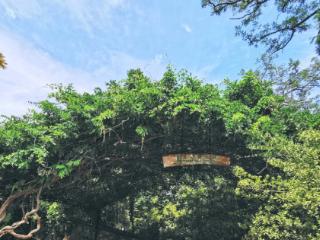 别误读！烟台山百年冬青长廊非砍伐！是抢救性保护！