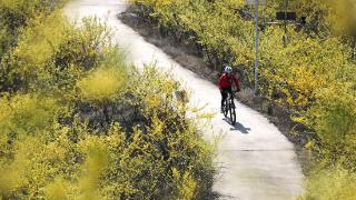 连翘花开富农家