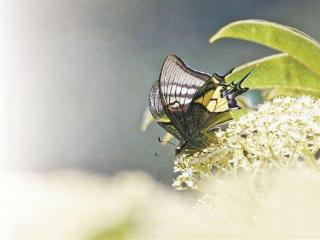 福建戴云山发现不少“新居民” 厦大教授透露科考细节