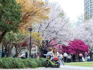 居然能拍出“四季同框”，这个小众赏樱地悄悄火了