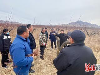 河北省干果创新团队：赴蔚县、阳原县开展早春“黄金期”杏树修剪技术指导