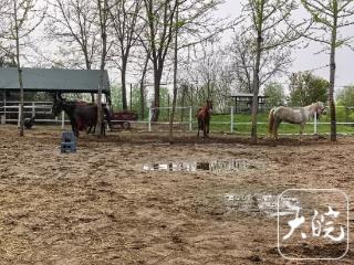 六安“骑马女青年”备好10匹马 迎接春假游客
