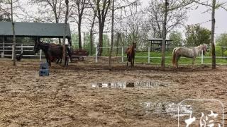 六安“骑马女青年”备好10匹马 迎接春假游客