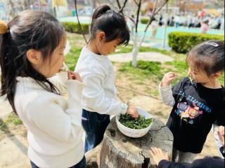 淄博市淄川区实验幼儿园：踏青采摘感悟清明 蒲公英里品春趣