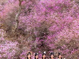 海岱观｜上春山，花为媒！春日经济绘就山东文旅新画卷