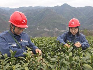 南方电网毕节七星关供电局：电力护航春茶香 青春助农促增收