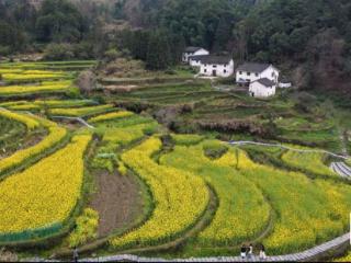 “春游江淮”请您来 | 春遇白石岭，采茶西黄山！解锁石台春日全体验