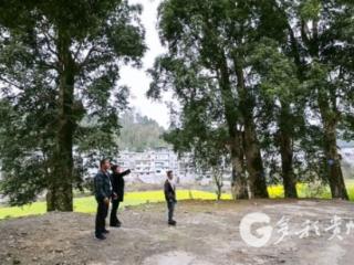 凤冈曹小美：守山护林兴桑业 巾帼带头共致富