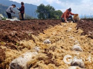 万象“耕”新有奔头！赤水市葫市镇村集体经济“上新”!