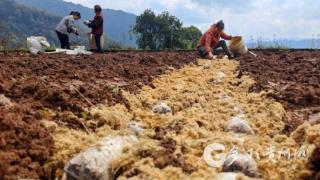 万象“耕”新有奔头！赤水市葫市镇村集体经济“上新”!