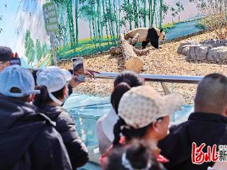 秦皇岛市开展“国宝疗愈·守护星星”世界孤独症日活动