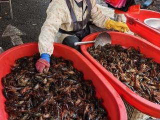 价格高低看个头，六安小龙虾上市了