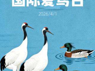 385种！万鸟翔集赴春约，生态吉林绘新篇