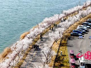 景区免费、赏花专线、加开列车 春假、清明连休催热“春日经济”-中国网