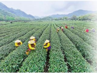 春雨润茶香 明前采摘忙