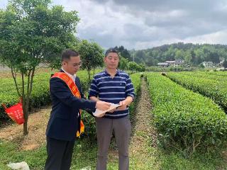 工行遵义凤冈支行暖心金融服务护航春茶采收季