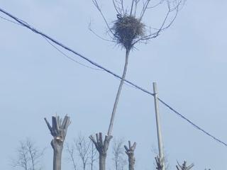 温情出圈！灵璧修剪景观树，为喜鹊留“家”不拆巢