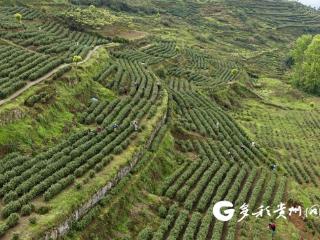 绥阳：高山茶园抢出明前第一鲜 锁住春天的味道