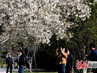 石家庄市栾城区第四届国风樱花季4月4日启幕