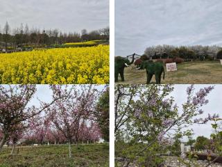 南京江北新区桥林街道：赏花、看江、亲子游，来乌江畅游一整个春天