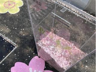 樱满凤滁 洁伴同行——南京江北新区浦诚环卫以精细化保洁守护春日美景