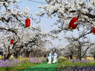 万亩梨花开