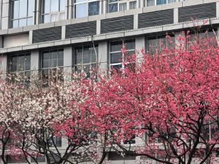 浙江人别慌！这场雨今天半夜就停，清明假期晴暖宜踏青