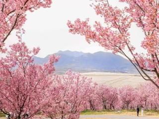 樱漫白鹭湾，康养日照行