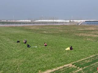 德州市陵城区：“野菜经济”趟出致富新路径
