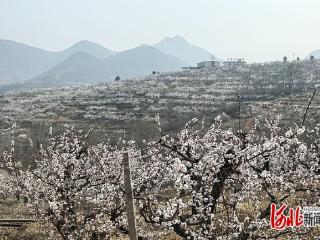 河北省林果花卉产业支撑团队：深入保定市太行山麓开展仁用杏春季栽培技术指导