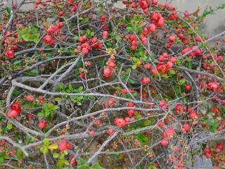 临沭县大兴镇：栽花增收过上“好日子”