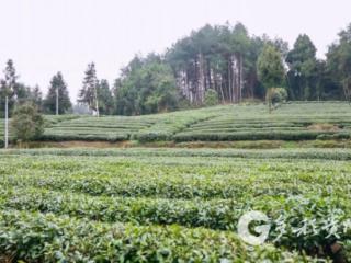 凤冈：专项巡查护茶园 筑牢春茶安全屏障