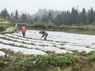 习水仙源：春耕正当时 烤烟备栽忙