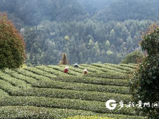 绥阳：高山茶园吐新绿 明前茶采摘正当时