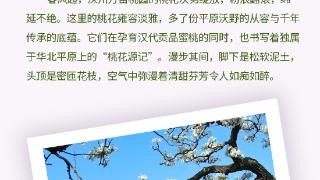 长图｜一起来看这花花世界！河北春日赏花图鉴来啦