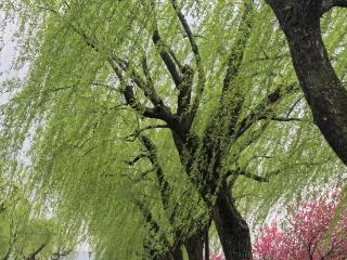 一到春天脸就过敏？专家：防治要先明确过敏原