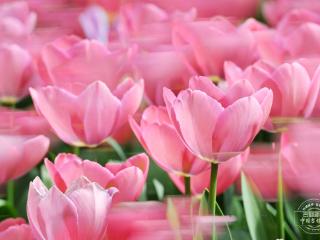 吉镜头｜花开吉林，春满农博园