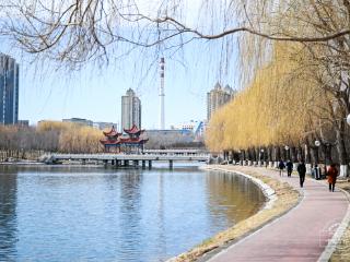 吉镜头丨雨后春芽