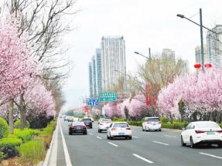 尽显北方春日的热烈与浪漫 我市各主干道繁花似锦