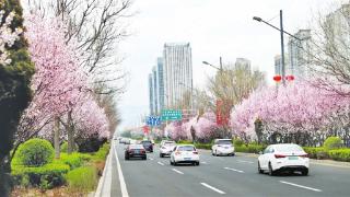 尽显北方春日的热烈与浪漫 我市各主干道繁花似锦