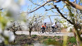 畅游花海赏春景