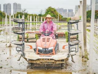 春耕正忙 厦门市今年早稻机械化插秧作业启动