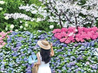 湘湖畔五彩绣球花墙上新