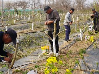 临沭县大兴镇： 牧轩家庭农场果树嫁接忙